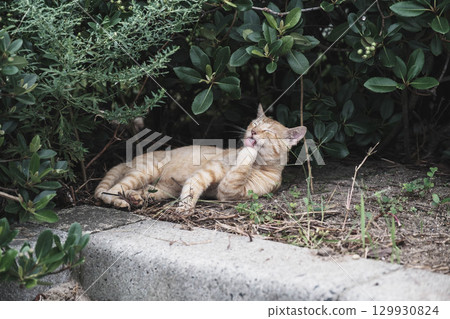 [Hakuto Shrine] A historic shrine in Tottori with adorable cats 129930824