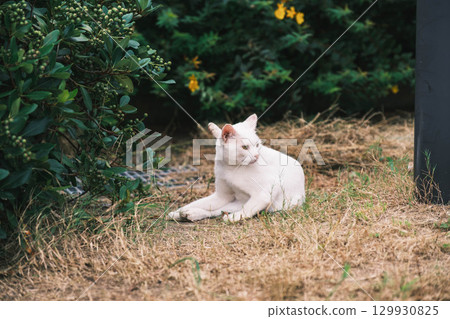 [Hakuto Shrine] A historic shrine in Tottori with adorable cats 129930825