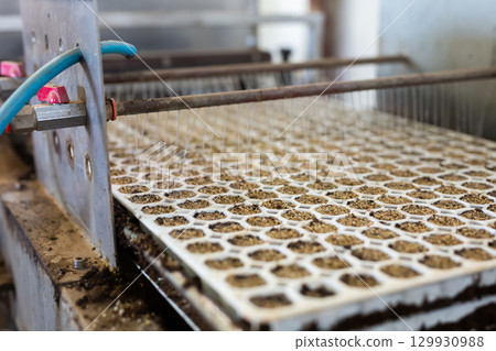 Automatic watering of seeds in special trays for germination on an conveyor 129930988