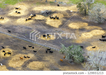 Cattle stockyard with meat cows. Feeding of livestock on farm feedlot in Florida rural area 129931213