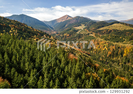 Aerial view of autumn mountain landscape with evergreen pine trees and yellow fall forest with magestic mountains in distance. 129931292