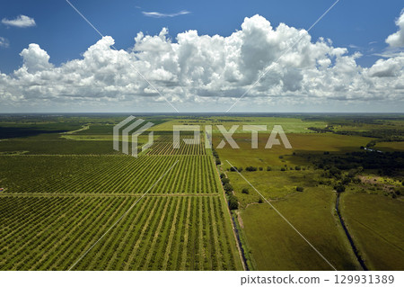Citrus grove farmlands with rows of orange trees growing in rural Florida on a sunny day Citrus grove farmlands with rows of orange trees growing in rural Florida on a sunny day 129931389