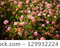 A garden filled with clover flowers showcases a display of delicate pink blooms amidst rich green leaves 129932224