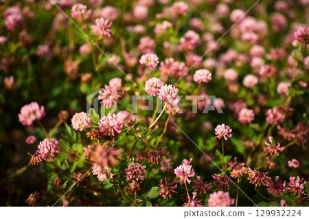 A garden filled with clover flowers showcases a display of delicate pink blooms amidst rich green leaves 129932224