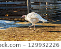White turkey walking in a sunny farmyard during late afternoon 129932226