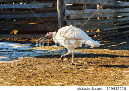White turkey walking in a sunny farmyard during late afternoon 129932226