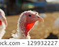 Turkey wandering freely on a farm during a sunny day, showcasing its distinctive features and natural habitat 129932227