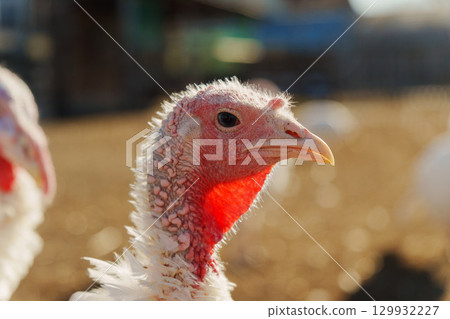 Turkey wandering freely on a farm during a sunny day, showcasing its distinctive features and natural habitat 129932227