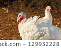 A group of white turkeys is seen foraging on the grass in a barnyard. 129932228