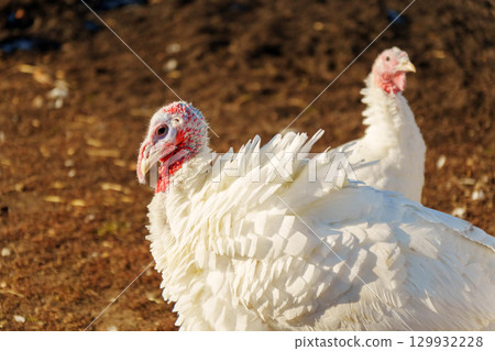 A group of white turkeys is seen foraging on the grass in a barnyard. 129932228