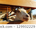 Close-up of a curious goat looking through a fence in the afternoon sunlight 129932229