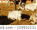 Young goat standing by wooden fence in sunny barnyard during afternoon 129932231
