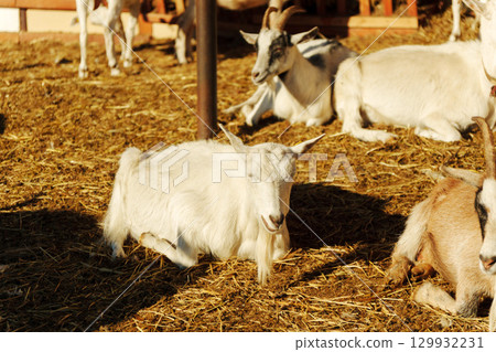 Young goat standing by wooden fence in sunny barnyard during afternoon 129932231