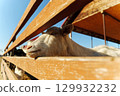 A goat leans on a wooden fence, enjoying the sun in a tranquil rural setting 129932232