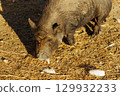 A curious brown pig explores its farmyard habitat during a sunny afternoon, snuffling through the straw for food 129932233