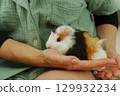 Lively guinea pig rests on a hand, its soft fur showcasing vibrant patches, a nurturing home 129932234