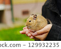 A playful squirrel happily munching on a treat, nestled in the gentle embrace of a loving hand during a sunny afternoon 129932235