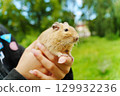 A lively pet squirrel sits comfortably on its owner's lap, surrounded by the lush greenery of a sunny garden. 129932236