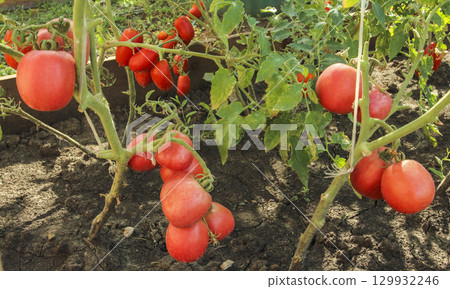Red tomatoes in a bed 129932246