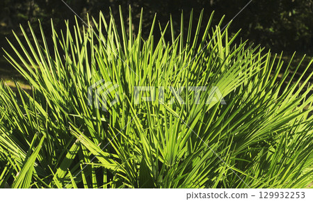 Palm leaves 129932253