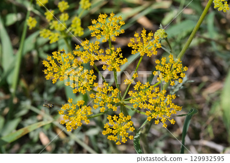 Yellow blossom fennel (lat.- Foeniculum vulgare) 129932595