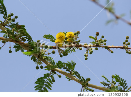 Sweet thorn, common acacia, Karoo thorn, Cape gum or cockspur (lat.- Vachellia karroo) 129932596