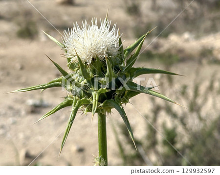 Milk thistle (lat.- Silybum marianum) Milk thistle (lat.- Silybum marianum) 129932597