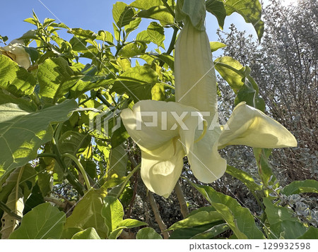 Flower of Angels trumpet (lat.- Brugmansia arborea) 129932598