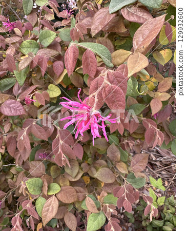 Chinese fringe flower (lat.- Loropetalum chinense) 129932600