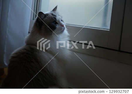 The back view of a cat looking out the window 129932707