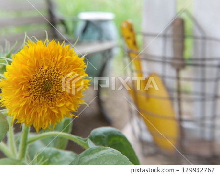 向日葵 129932762