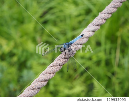 停止的 Orthetrum albis 129933093