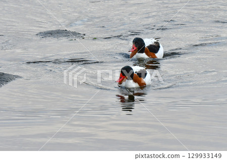 The beautiful common shelduck is a migratory bird that can be seen in Kyushu and other areas from autumn to winter. 129933149