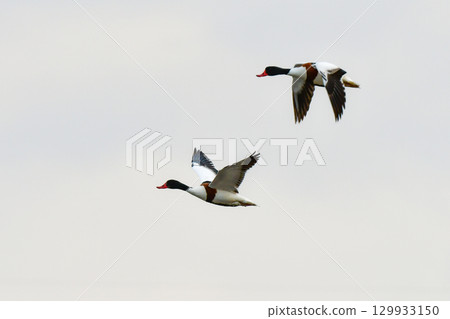 The beautiful common shelduck is a migratory bird that can be seen in Kyushu and other areas from autumn to winter. 129933150