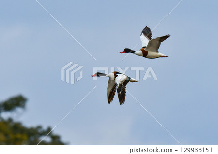 The beautiful common shelduck is a migratory bird that can be seen in Kyushu and other areas from autumn to winter. 129933151