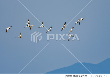 The beautiful common shelduck is a migratory bird that can be seen in Kyushu and other areas from autumn to winter. 129933152