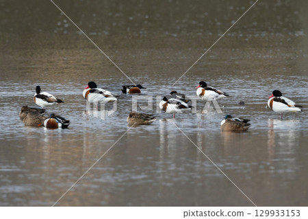 The beautiful common shelduck is a migratory bird that can be seen in Kyushu and other areas from autumn to winter. The beautiful common shelduck is a migratory bird that can be seen in Kyushu and other areas from autumn to winter. 129933153