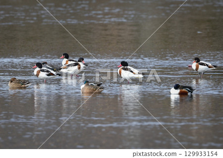 The beautiful common shelduck is a migratory bird that can be seen in Kyushu and other areas from autumn to winter. 129933154