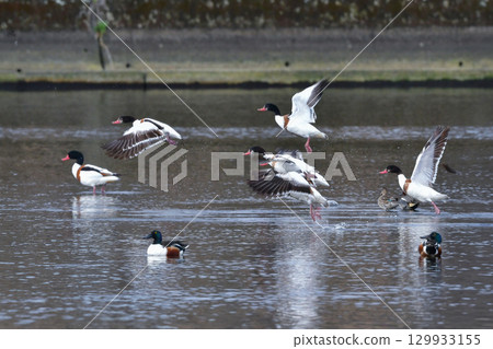 The beautiful common shelduck is a migratory bird that can be seen in Kyushu and other areas from autumn to winter. The beautiful common shelduck is a migratory bird that can be seen in Kyushu and other areas from autumn to winter. 129933155