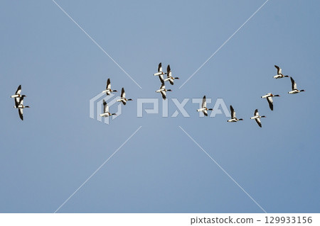 The beautiful common shelduck is a migratory bird that can be seen in Kyushu and other areas from autumn to winter. 129933156