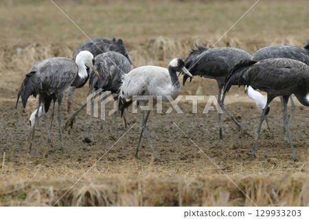 The common crane, a beautiful migratory bird that can be seen in Izumi, Kyushu in winter 129933203