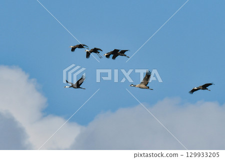 The common crane, a beautiful migratory bird that can be seen in Izumi, Kyushu in winter The common crane, a beautiful migratory bird that can be seen in Izumi, Kyushu in winter 129933205