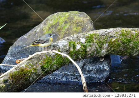 灰鶺鴒是一種美麗的黃色野鳥，從冬季到初夏都可以在溪流和公園裡看到。 129933271