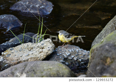 灰鶺鴒是一種美麗的黃色野鳥,從冬季到初夏都可以在溪流和公園裡看到。 灰鶺鴒是一種美麗的黃色野鳥,從冬季到初夏都可以在溪流和公園裡看到。 129933272