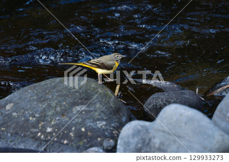 灰鶺鴒是一種美麗的黃色野鳥,從冬季到初夏都可以在溪流和公園裡看到。 灰鶺鴒是一種美麗的黃色野鳥,從冬季到初夏都可以在溪流和公園裡看到。 129933273
