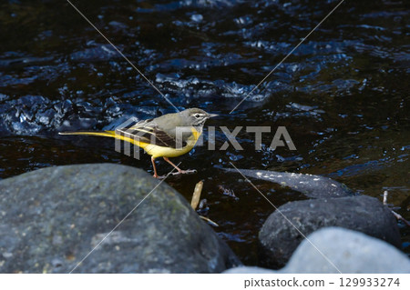 灰鶺鴒是一種美麗的黃色野鳥，從冬季到初夏都可以在溪流和公園裡看到。 129933274