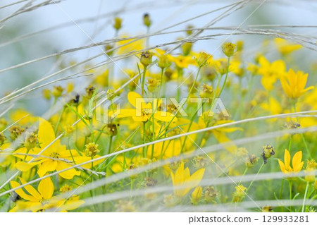 Coreopsis is a genus of flowering plants in the Asteraceae family. Common names include calliopsis and tickseed, a name shared with various other flowers. Concept of a summer meadow full of blooming 129933281