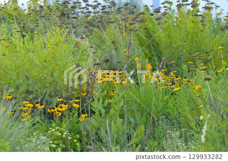 Coreopsis is a genus of flowering flowers in the Asteraceae family. Common names include calliopsis and tickseed, a name shared with various other plants. The concept of a summer meadow full of Coreopsis is a genus of flowering flowers in the Asteraceae family. Common names include calliopsis and tickseed, a name shared with various other plants. The concept of a summer meadow full of 129933282