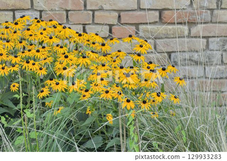 Rudbeckia hirta, commonly called black-eyed Susan and yellow coneflower, is a North American flowering plant in the family Asteraceae. It grows to 1 metre tall with daisy-like yellow flower heads Rudbeckia hirta, commonly called black-eyed Susan and yellow coneflower, is a North American flowering plant in the family Asteraceae. It grows to 1 metre tall with daisy-like yellow flower heads 129933283
