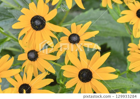 Rudbeckia hirta, commonly called black-eyed Susan and yellow coneflower, is a North American flowering plant in the family Asteraceae. It grows to 1 metre tall with daisy-like yellow flower heads Rudbeckia hirta, commonly called black-eyed Susan and yellow coneflower, is a North American flowering plant in the family Asteraceae. It grows to 1 metre tall with daisy-like yellow flower heads 129933284